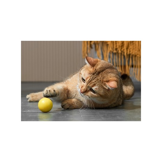 Eti Dynamische Speelbal Kat Assorti