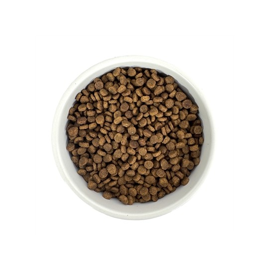 Budget Premium Quality Kitten