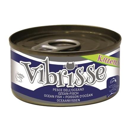 Vibrisse Kittens Cat Oceaanvis