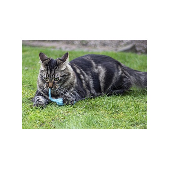 Battersea Tune Chaser Muizen Blauw / Groen