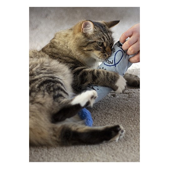 Battersea Cat Kicker Print Blauw Assorti