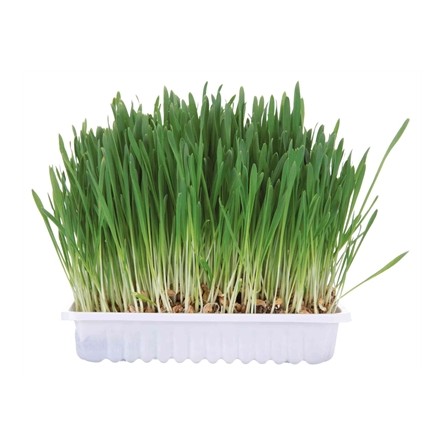 Trixie Knaagdiergras