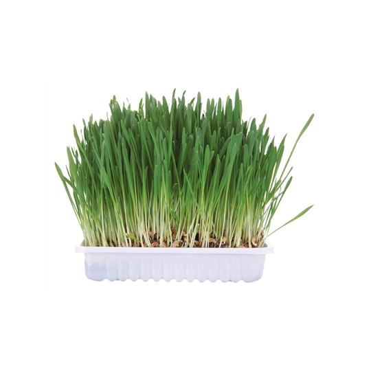 Trixie Knaagdiergras