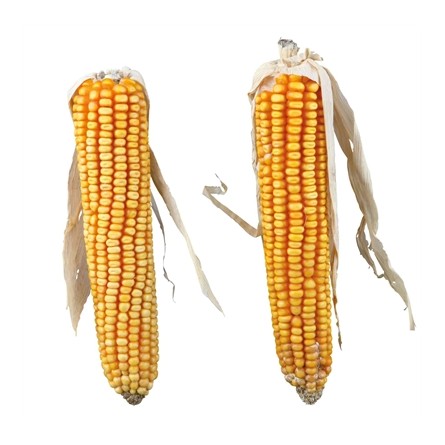 Trixie Maiskolven Met Blad