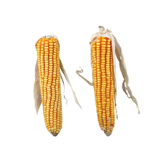 Trixie Maiskolven Met Blad