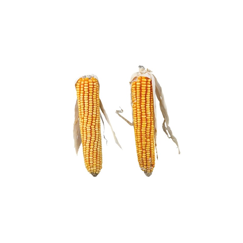 Trixie Maiskolven Met Blad