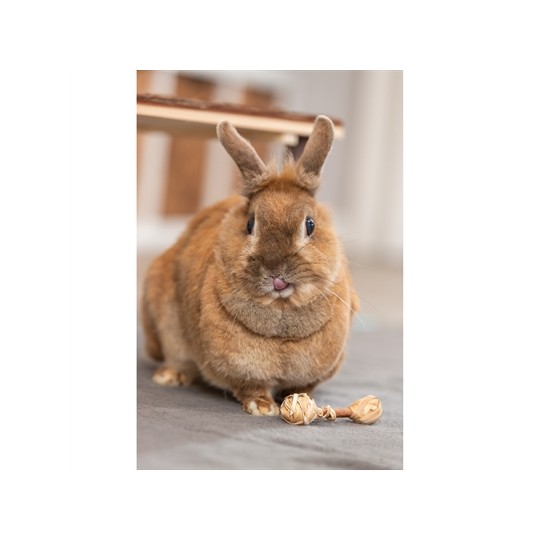 Trixie Set Halters Van Schorshout / Gras