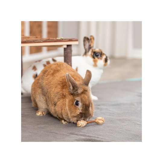 Trixie Set Halters Van Schorshout / Gras