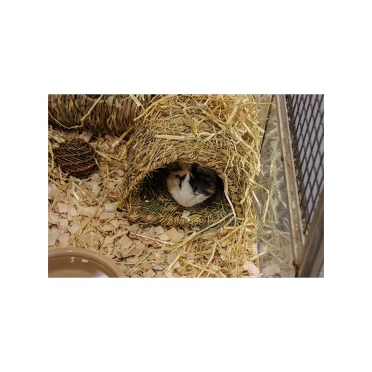 Happy Pet Grassy Tunnel