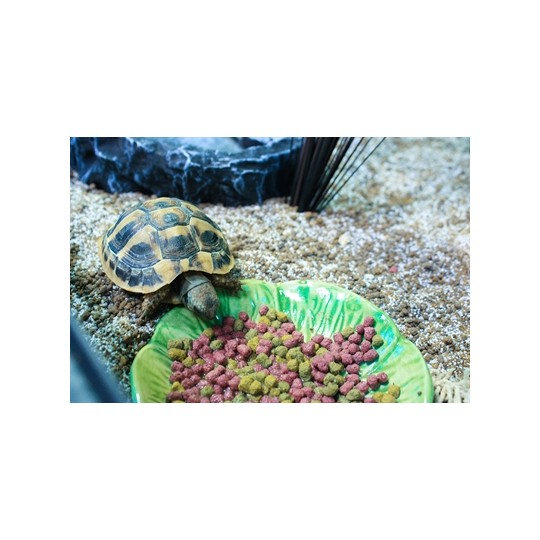 Happy Pet Voerbak Green Leaf Groen