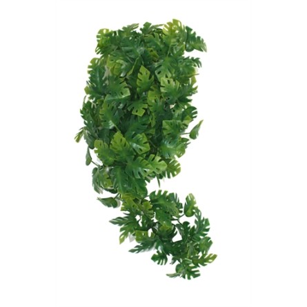 Komodo Plant Split Philodendron