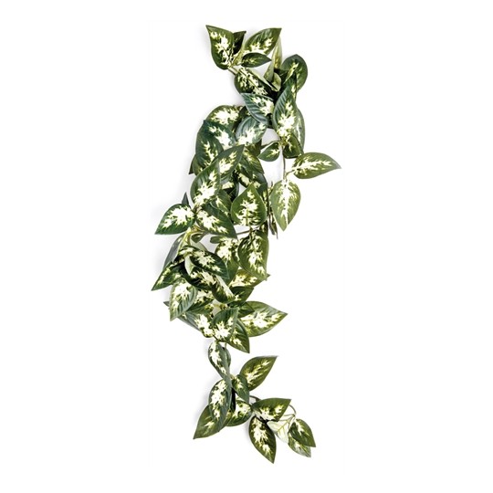 Komodo Borneo Hangende Varen