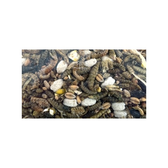 Utopia Strooivoer Met Insecten