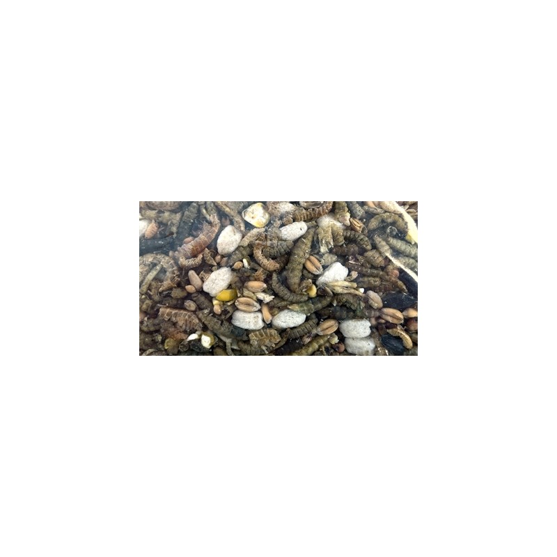 Utopia Strooivoer Met Insecten