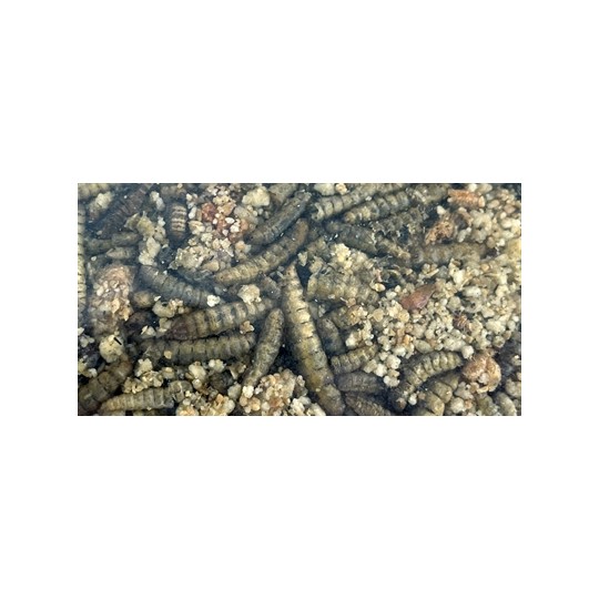 Utopia Roodborst / Merel / Winterkoning Mix