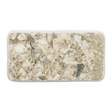 Trixie Piksteen Met Schelpen Mineralen En Mosselen