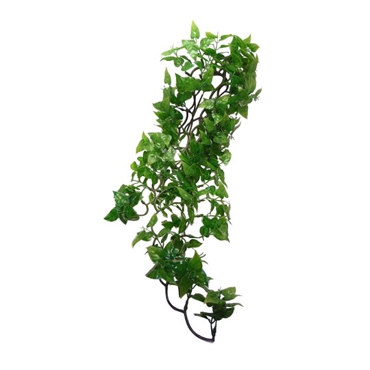 Komodo Philodendron Plant