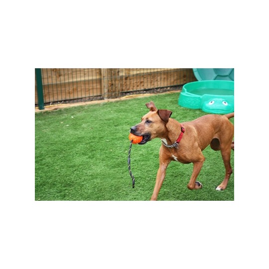 Happy Pet Atomic Bal Aan Touw Assorti