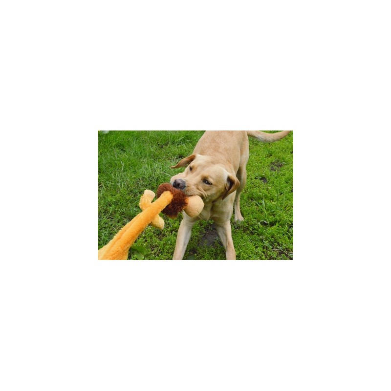 Happy Pet Wild Crinkler Leeuw