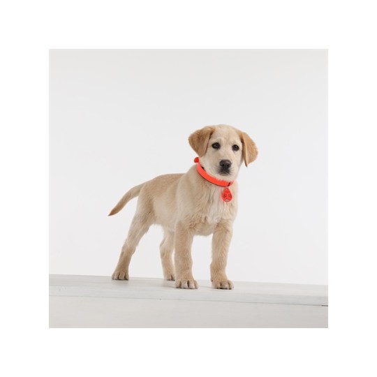 Tickless Teek En Vlo Afweer Voor Hond En Kat Fluoriserend Oranje