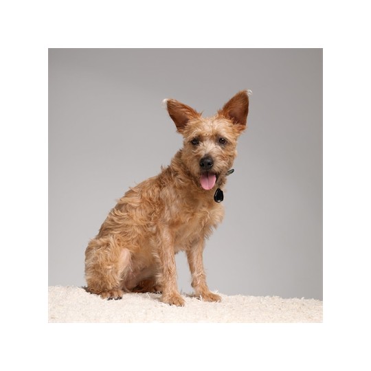 Tickless Teek En Vlo Afweer Voor Hond En Kat Zwart