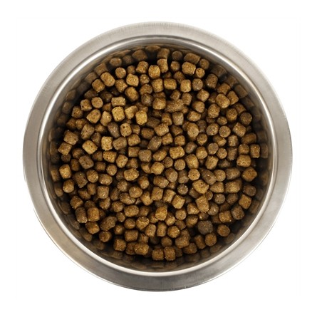 Yourdog Dwerg- Of Toypoedel Pup