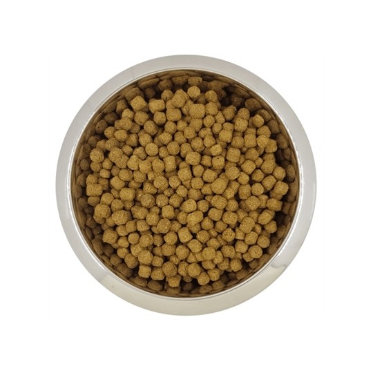 Yourdog Dwerg- Of Toypoedel Senior