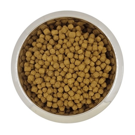 Yourdog Dwerg- Of Toypoedel Senior