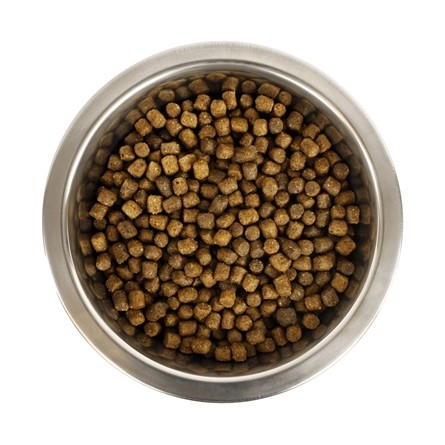 Yourdog Chien Français Blanc Et Orange Pup