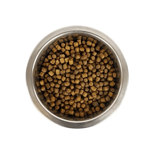 Yourdog Chien Français Blanc Et Orange Pup