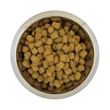 Yourdog Chien Français Blanc Et Orange Senior