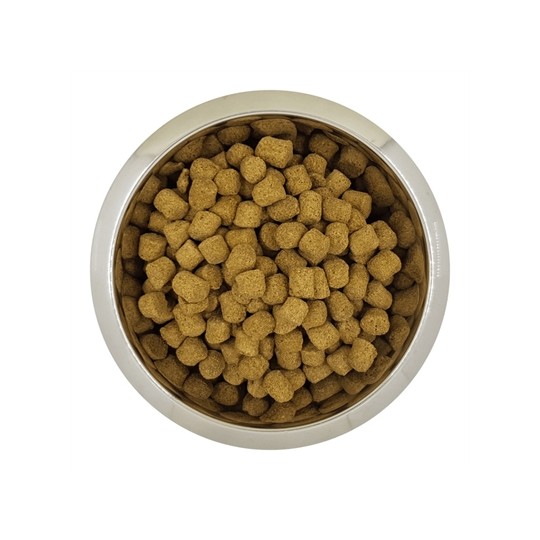 Yourdog Chien Français Blanc Et Orange Volwassen