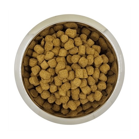 Yourdog Chien Français Blanc Et Orange Volwassen