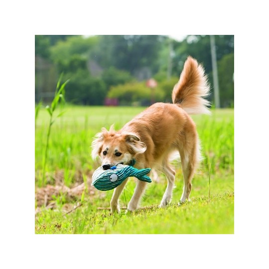 Kong Cuteseas Walvis