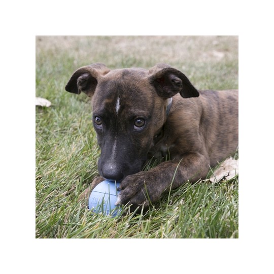Kong Puppy Bal Assorti
