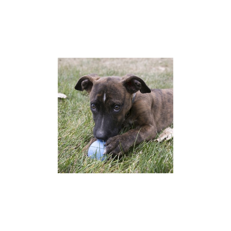 Kong Puppy Bal Assorti