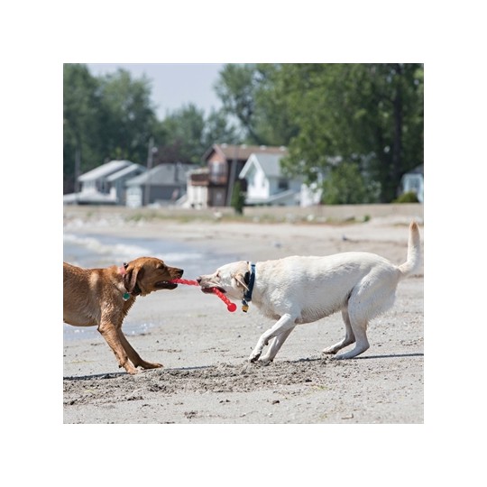 Kong Safestix Assorti