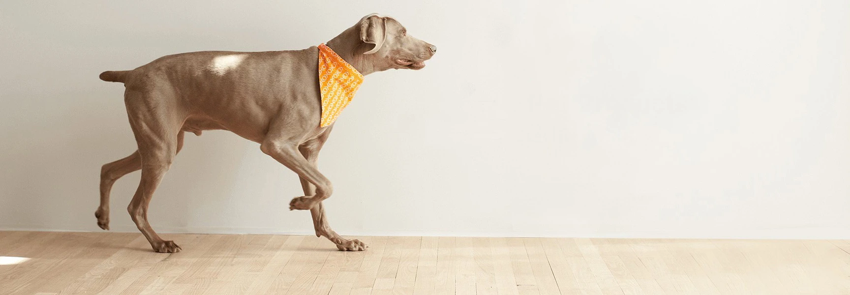 Premium Pet Products for Happy, Healthy Pets! image